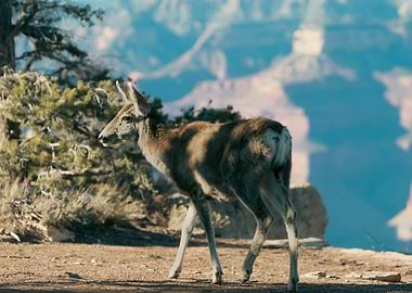 Deer at Grand Canyon
