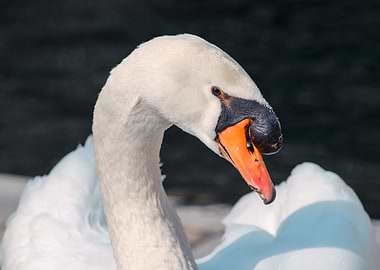 White Swan Close-Up