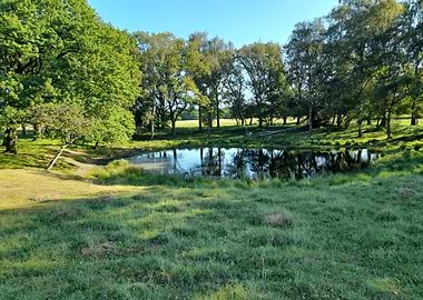 Serene Pond in a Green Meadow