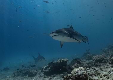Tiger Shark Underwater