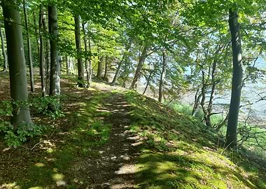 Forest Path to the Sea