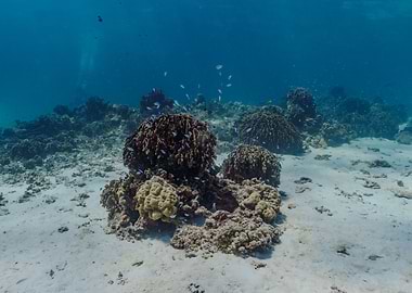 Coral Reef Underwater