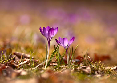 Purple Crocuses in Spring