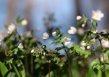 White Flowers in Sunlight