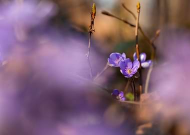 Purple Flowers in Bloom