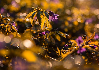 Purple Flowers in Sunlight