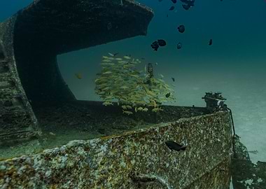 Shipwreck with Fish