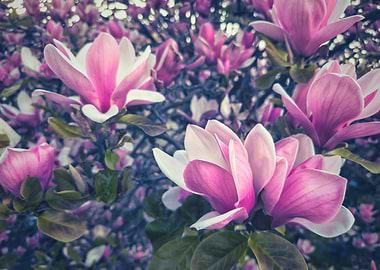 Pink Magnolia Blossoms
