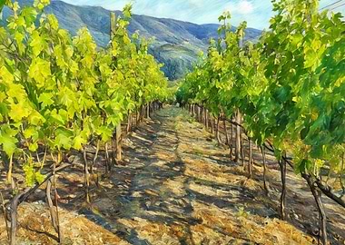 Vineyard Landscape