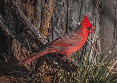 Red Cardinal on Branch