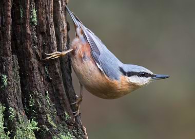 Nuthatch on Tree Trunk
