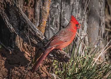 Cardinal on Branch