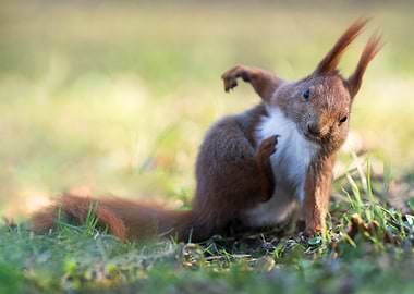 Red Squirrel in Grass