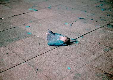 Turquoise Pigeon