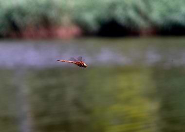 Orange Dragonfly