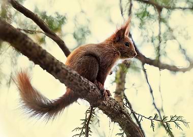 Squirrel on Branch