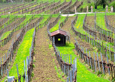 The Rhythm of the Vineyards