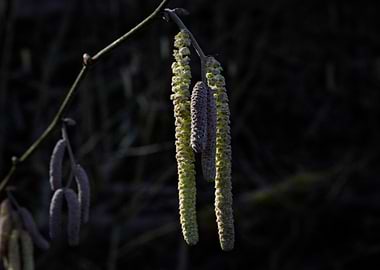 Hazel Catkins Close-Up