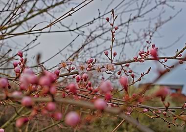 Pink Blossoms on Branch