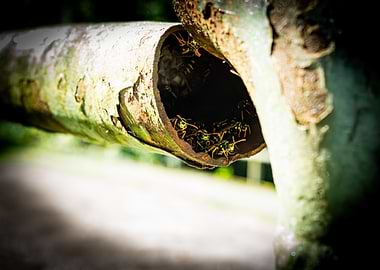 Wasps in a Pipe
