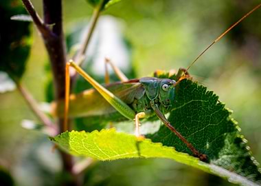 Green Grasshopper on Leaf