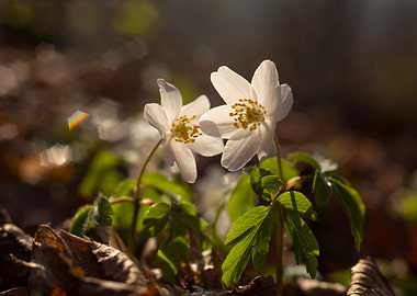 White Flowers in Sunlight