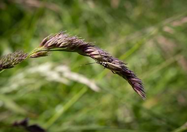 Insect on Grass Blade