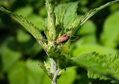 Harvestman on Nettle