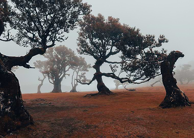 Twisted Trees in Fog, Madeira