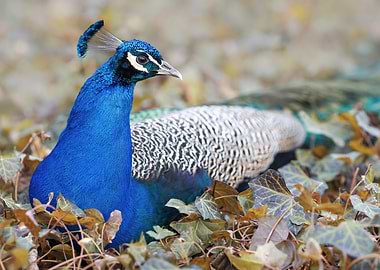 Peacock in Autumn Leaves