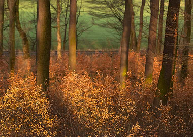 Autumn Forest Sunlight