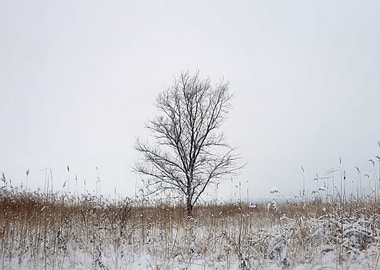 Solitary Tree in Winter