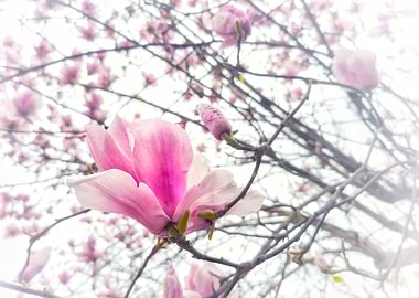 Pink Magnolia Blossom