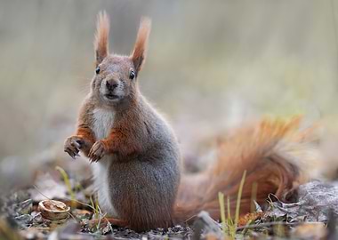 Red Squirrel Portrait