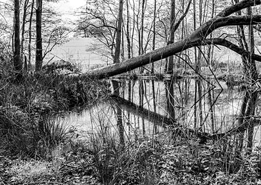 Fallen Tree Reflection