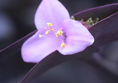Purple Flower Close-Up
