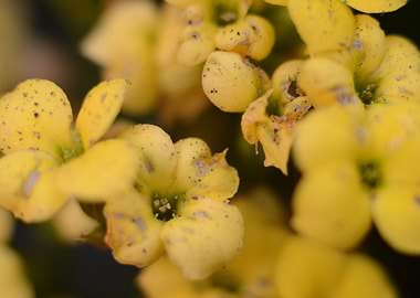 Close-up Yellow Flowers