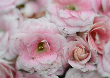 Delicate Pink Flowers