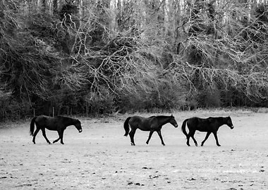 Three Horses in a Field