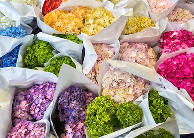 Colorful Hydrangea Bouquets