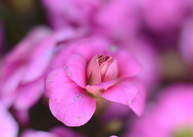 Pink Flower Close-Up