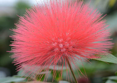 Pink Powderpuff Flower