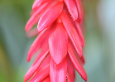Pink Flower Close-Up