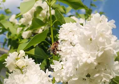 Bee on White Lilac