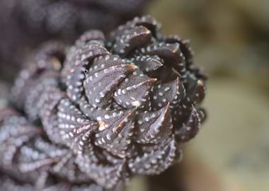 Close-up of Succulent