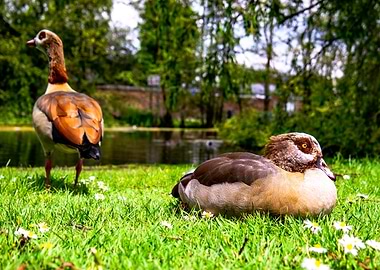 Ducks in a Park