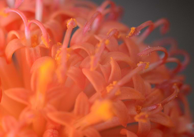 Close-up Orange Flower