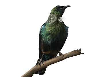 Tui Bird on Branch
