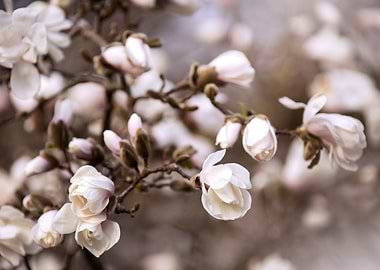 Magnolia Blossoms