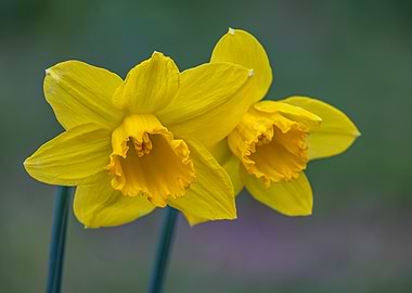 Two Yellow Daffodils
